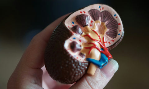 Maintaining Kidney Health: What You Need to Know